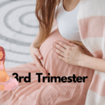 3rd trimester pregnancy