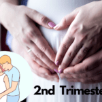 2nd trimester pregnancy